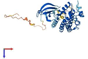 AlphaFold protein structure predicition of Human Recombinant NEK6 Protein, UniprotID Q9HC98