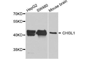Western blot analysis of extract of various cells, using CHI3L1 antibody. (CHI3L1 anticorps)
