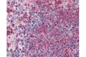 Immunohistochemistry analysis of human spleen tissue stained with TNF receptor 1 pAb at 10 μg/mL. (TNFRSF1A anticorps)