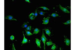 Immunofluorescent analysis of U251 cells using ABIN7153847 at a dilution of 1:100 and Alexa Fluor 488-congugated AffiniPure Goat Anti-Mouse IgG(H+L).