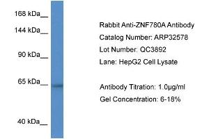 WB Suggested Anti-ZNF780A Antibody   Titration: 1. (ZNF780A anticorps  (N-Term))
