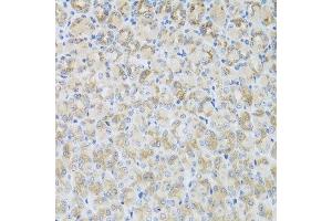 Immunohistochemistry of paraffin-embedded mouse stomach using ARFGAP3 antibody at dilution of 1:100 (x40 lens). (ARFGAP3 anticorps)