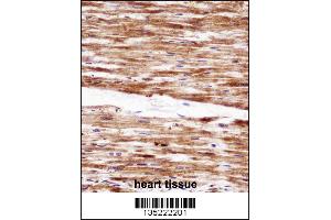 RGS5 Antibody immunohistochemistry analysis in formalin fixed and paraffin embedded human heart tissue followed by peroxidase conjugation of the secondary antibody and DAB staining.