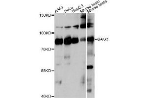 Western blot analysis of extracts of various cell lines, using BAG3 antibody. (BAG3 anticorps)