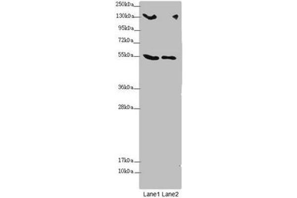 CSPP1 anticorps  (AA 997-1256)