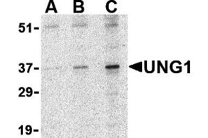 Western Blotting (WB) image for anti-Uracil-DNA Glycosylase (UNG) (N-Term) antibody (ABIN1031654) (UNG anticorps  (N-Term))