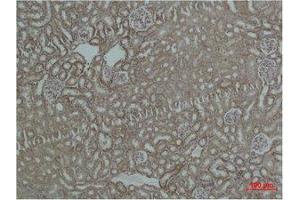 Immunohistochemistry (IHC) analysis of paraffin-embedded Mouse Kidney Tissue using HSP60 Polyclonal Antibody. (HSPD1 anticorps)