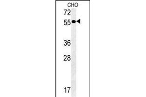 Y2A Antibody (C-term) (ABIN651607 and ABIN2840322) western blot analysis in CHO cell line lysates (35 μg/lane). (AMY2A anticorps  (C-Term))