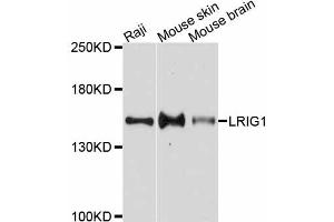 Western blot analysis of extracts of various cell lines, using LRIG1 antibody. (Lrig1 anticorps)