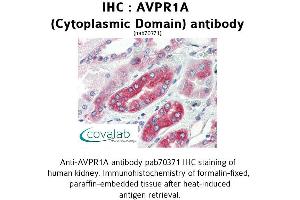 Image no. 1 for anti-Arginine Vasopressin Receptor 1A (AVPR1A) (Cytoplasmic Domain) antibody (ABIN1732147) (AVPR1A anticorps  (Cytoplasmic Domain))