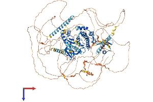 AlphaFold protein structure predicition of Human Recombinant WNK4 Protein, UniprotID Q96J92