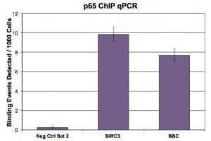 NFκB p65 (pAb) tested by ChIP. (NF-kB p65 anticorps  (C-Term))
