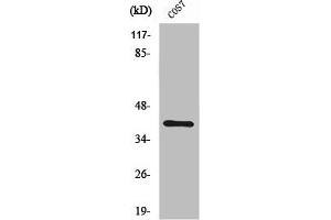 Western Blot analysis of K562 cells using ZNF134 Polyclonal Antibody (ZNF134 anticorps  (Internal Region))
