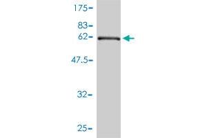 Western Blot detection against Immunogen (73.