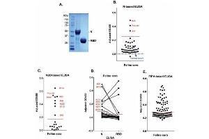 ELISA results using Goat Anti-Cat IgG HRP.