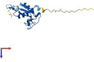 AlphaFold protein structure predicition of Mouse Recombinant Srp19 Protein, UniprotID Q9D7A6