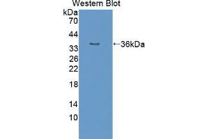 Western blot analysis of the recombinant protein. (PON2 anticorps  (AA 4-289))