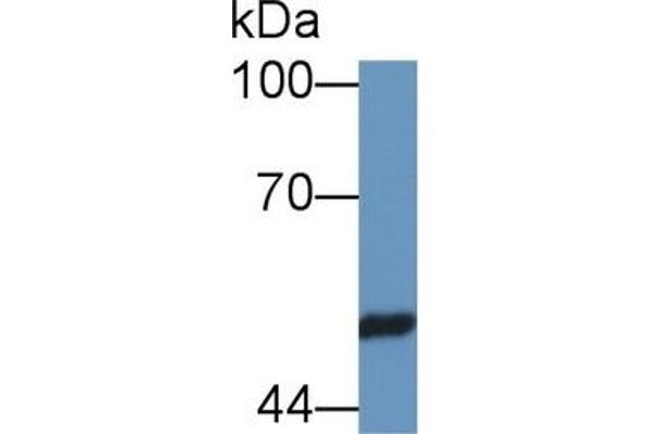 PSMC4 Antikörper  (AA 1-418)
