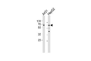 All lanes : Anti-LMNA(Lamin-A/C) Antibody (Center) at 1:500 dilution Lane 1: A431 whole cell lysates Lane 2: HepG2 whole cell lysates Lysates/proteins at 20 μg per lane.