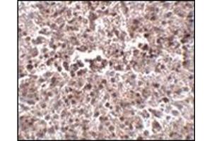 Immunohistochemistry of MettL7B in human spleen tissue with this product at 2. (METTL7B anticorps  (N-Term))