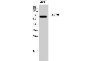 Western Blotting (WB) image for anti-V-Raf Murine Sarcoma 3611 Viral Oncogene Homolog (ARAF) (Internal Region) antibody (ABIN3183345)