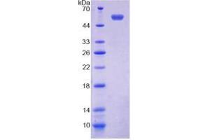 SDS-PAGE of Protein Standard from the Kit (Highly purified E.