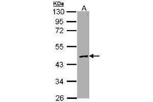 WB Image Sample (30 ug of whole cell lysate) A: Molt-4 , 10% SDS PAGE antibody diluted at 1:3000