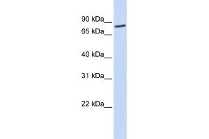 WB Suggested Anti-ACO2 Antibody Titration: 0. (ACO2 anticorps  (N-Term))