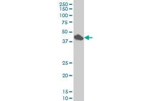 SMAD7 monoclonal antibody (M07), clone 4G11 Western Blot analysis of SMAD7 expression in HeLa . (SMAD7 anticorps  (AA 160-260))