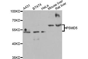 Western blot analysis of extracts of various cell lines, using PSMD5 antibody (ABIN5975452) at 1/2000 dilution.