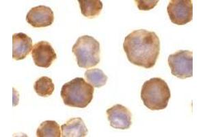 Immunocytochemistry of FLASH in HeLa cells with AP30339PU-N FLASH antibody at 10 μg/ml.