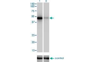 Western blot analysis of RBM9 over-expressed 293 cell line, cotransfected with RBM9 Validated Chimera RNAi (Lane 2) or non-transfected control (Lane 1). (RBM9 anticorps  (AA 1-100))