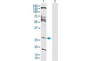Western Blot analysis of FAM177A1 expression in transfected 293T cell line by FAM177A1 MaxPab polyclonal antibody. (FAM177A1 anticorps  (AA 1-213))