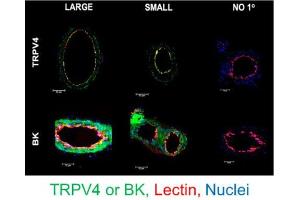 Representative images of EC PM TRPV4 and BK (green), endothelial glycoprotein marker Lectin (red) in cross-sections of large and small mesenteric arteries.