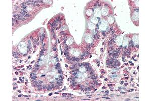 Anti-EML5 antibody IHC staining of human small intestine. (EML5 anticorps  (AA 1326-1337))