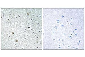 Immunohistochemistry (IHC) image for anti-Phospholipase A1 Member A (PLA1A) (C-Term) antibody (ABIN1851814) (PLA1A anticorps  (C-Term))