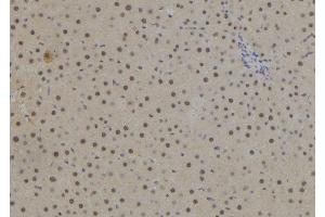 ABIN6278292 at 1/100 staining Rat liver tissue by IHC-P. (NR2E1 anticorps  (Internal Region))