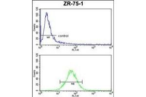 E2F5 Antibody (N-term) (ABIN652951 and ABIN2842606) FC analysis of ZR-75-1 cells (bottom histogram) compared to a negative control cell (top histogram).