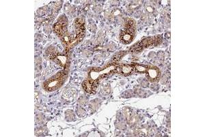 Immunohistochemical staining of human salivary gland with FNIP2 polyclonal antibody  shows strong granular cytoplasmic positivity in salivary gland ducts.