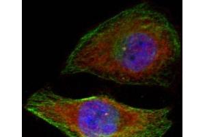 Immunofluorescence analysis of methanol-fixed HeLa cells showing cytoplasmic, nuclear staining using Phospho-MAPK3(T202) Polyclonal Antibody (ERK1 anticorps  (pThr202))