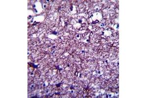 Formalin fixed and paraffin embedded human brain tissue reacted with DISC1 Antibody (C-term) followed by peroxidase conjugation of the secondary antibody and DAB staining. (DISC1 anticorps  (C-Term))