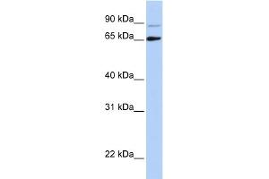 Host:  Rabbit  Target Name:  DGCR8  Sample Type:  Hela Cell lysates  Antibody Dilution:  1. (DGCR8 anticorps  (N-Term))