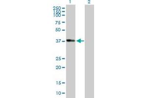 Western Blot analysis of ADH1B expression in transfected 293T cell line by ADH1B MaxPab polyclonal antibody.