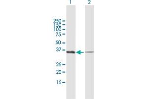 Western Blot analysis of GAPDH expression in transfected 293T cell line by GAPDH MaxPab polyclonal antibody. (GAPDH anticorps  (AA 1-335))
