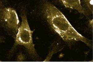 Immunofluorescence with the mouse anti- caveolin 1 antibody on human endothelial cells. (Caveolin-1 anticorps  (AA 1-178))