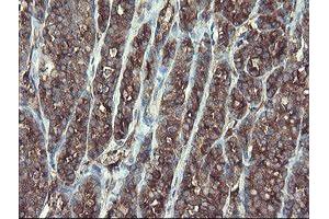 Image no. 7 for anti-TSC22 Domain Family, Member 1 (TSC22D1) antibody (ABIN1501540) (TSC22D1 anticorps)