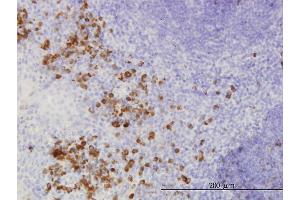 Immunoperoxidase of monoclonal antibody to FGF1 on formalin-fixed paraffin-embedded human tonsil.