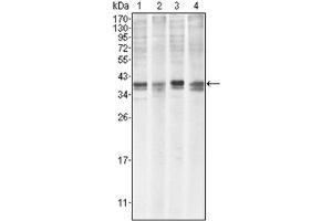 Western Blotting (WB) image for anti-Induced Myeloid Leukemia Cell Differentiation Protein Mcl-1 (MCL1) antibody (ABIN1108171)