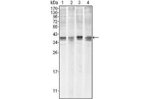 Western Blotting (WB) image for anti-Induced Myeloid Leukemia Cell Differentiation Protein Mcl-1 (MCL1) antibody (ABIN1108171) (MCL-1 anticorps)