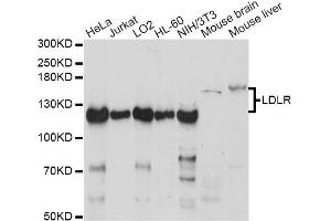 Western blot analysis of extracts of various cell lines, using LDLR antibody (ABIN6290562) at 1:1000 dilution. (LDLR anticorps)